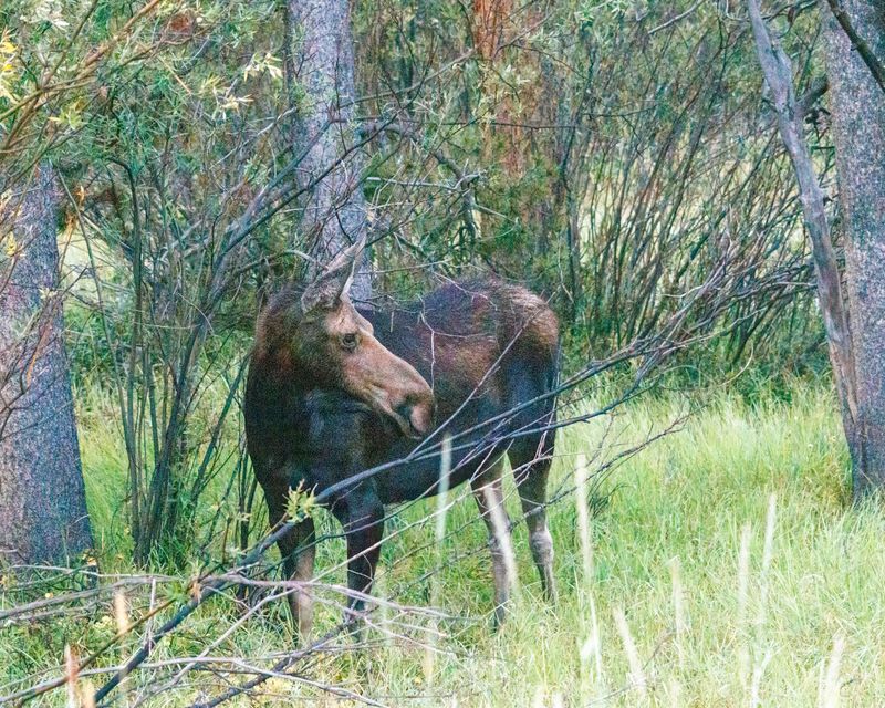Moose-240905-064600-5125.jpg