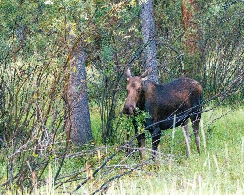 Moose-240905-064646-5151.jpg