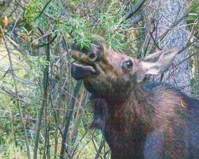 Moose-240905-064700-5190.jpg