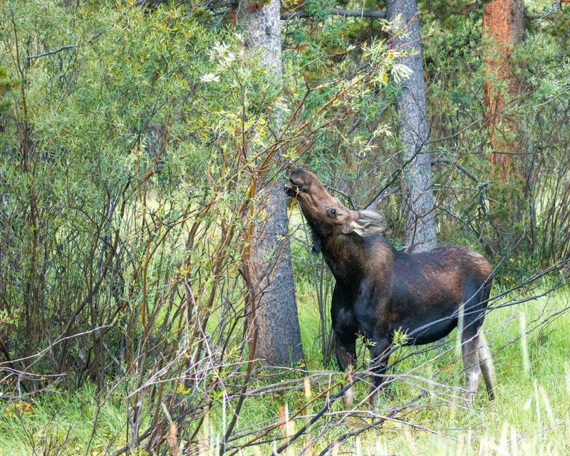 Moose-240905-064825-2828.jpg
