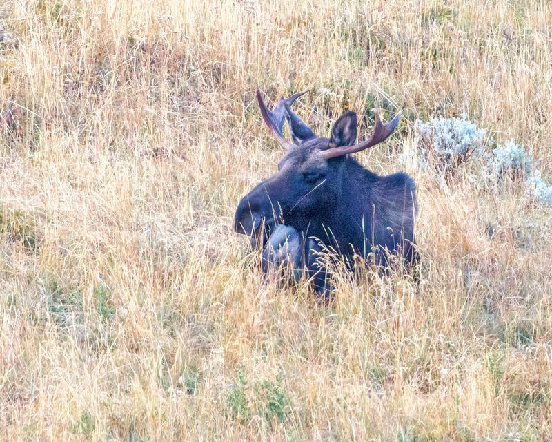 Moose-240905-071242-5305.jpg