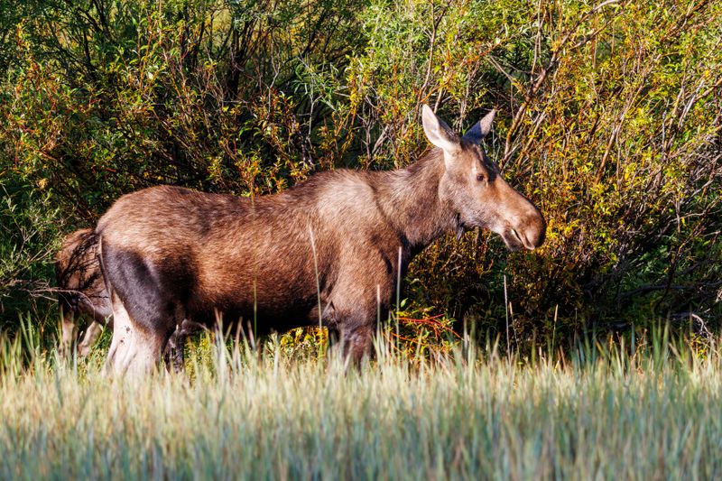 Moose-240905-082449-5396.jpg