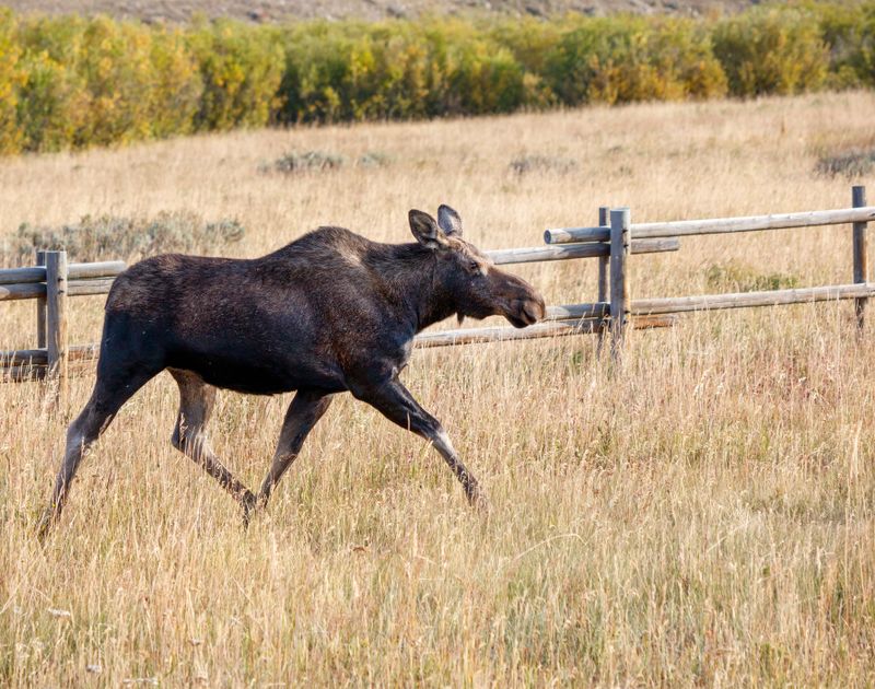 Moose-240909-081059-0401.jpg