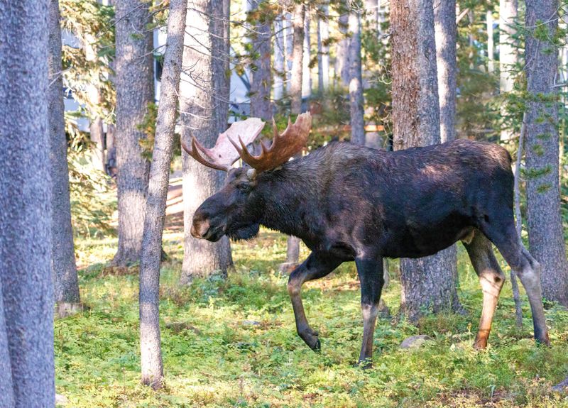 Moose_Bull-240905-083416-5550.jpg