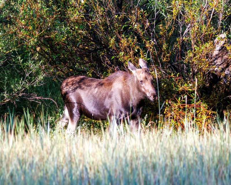 Moose_Calf-240905-082532-5462.jpg