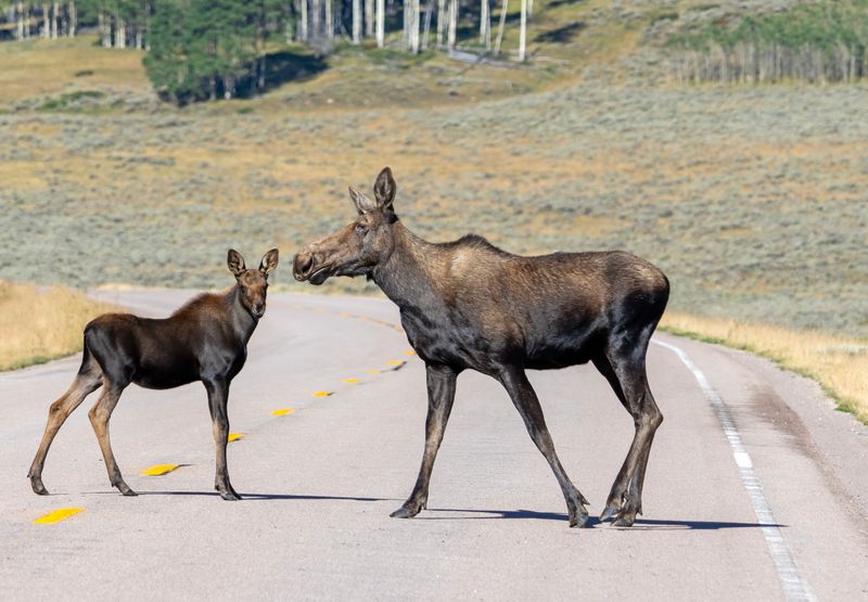 Moose_Cow-Calf-240827-092709-2491.jpg
