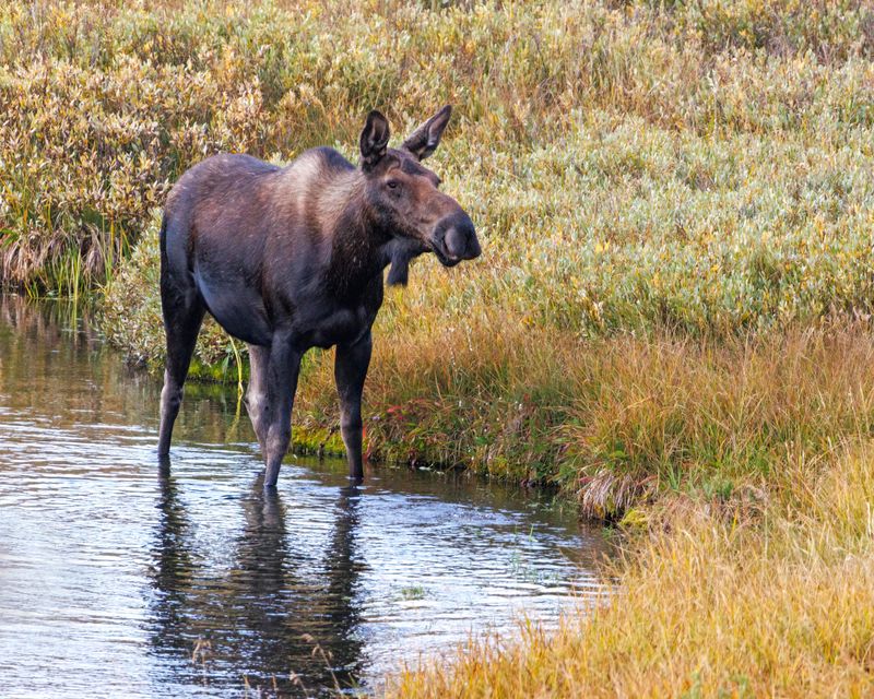 Moose_in_water-240909-073935-6241.jpg