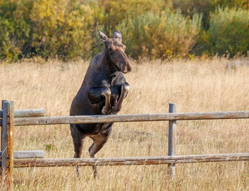 Moose_Jumping-240909-081055-0388.jpg