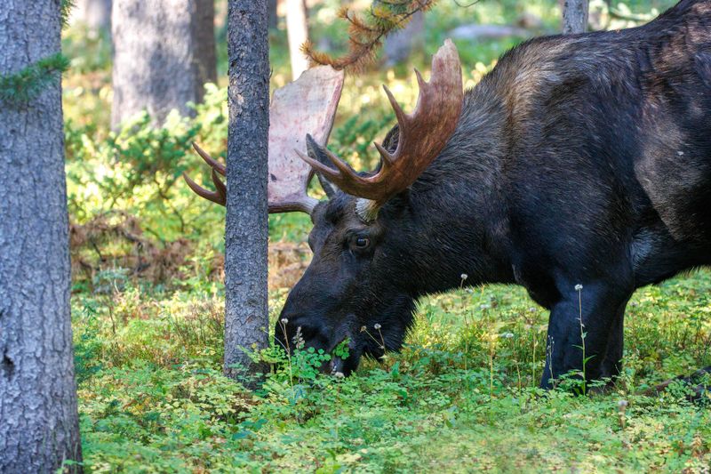 Moose_on_his_knees-240905-083953-2849.jpg