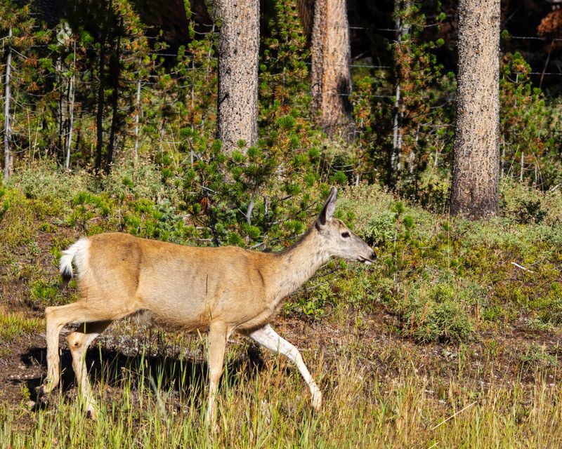 Mule_Deer_Doe-240827-090045-2450.jpg