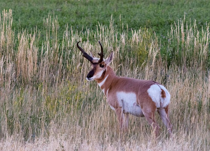 Pronghorn_Buck-240830-064741-4144.jpg