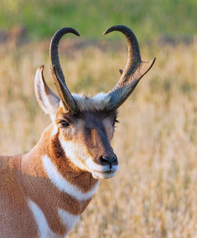 Pronghorn_Buck-240908-072711-6225.jpg