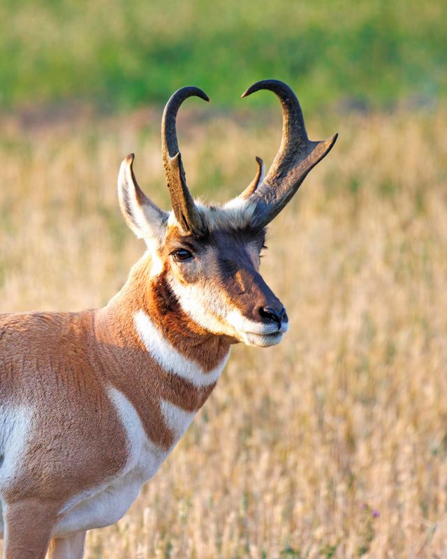 Pronghorn_Buck-240908-072729-3058.jpg
