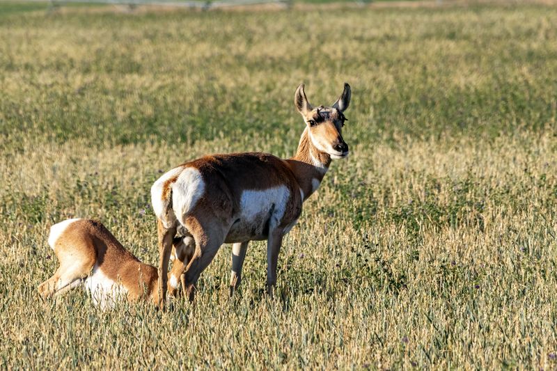 Pronghorn_Nursing-240829-074552-2883.jpg