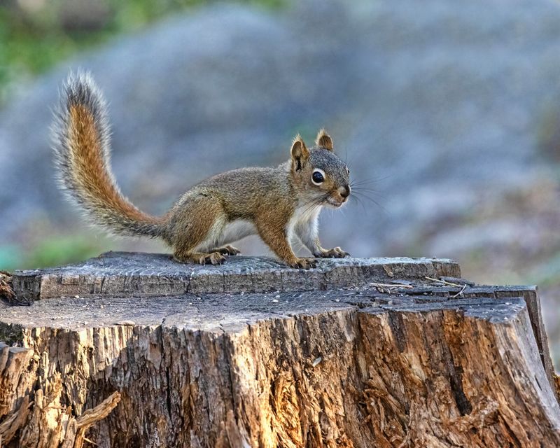 Red_Squirrel-240823-082937-2666.jpg