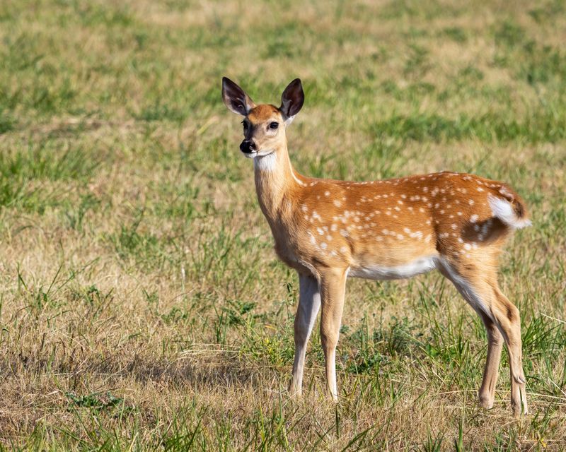 White-Tail_Fawn-240825-091559-2138.jpg