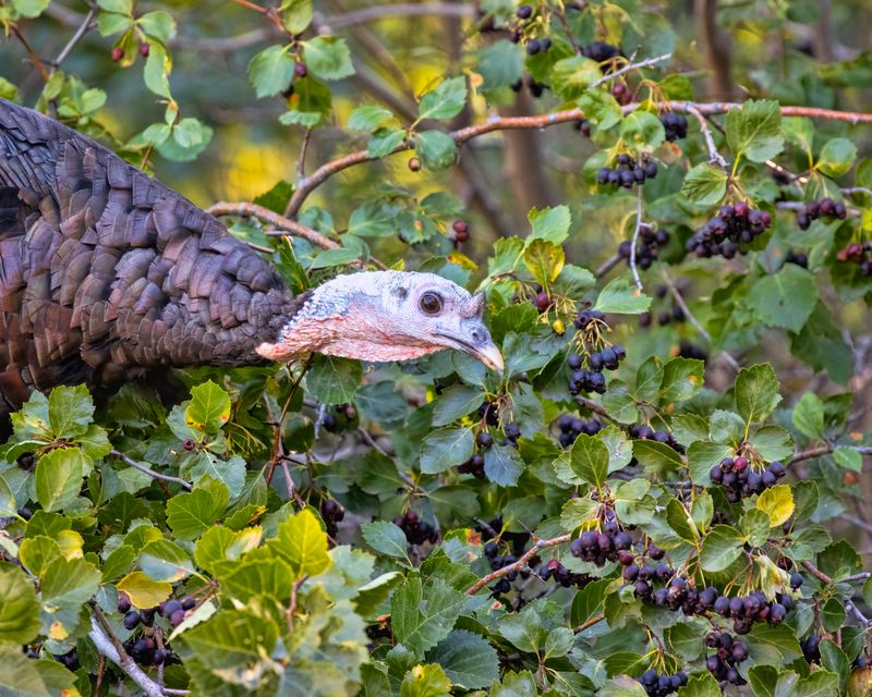 Wild_Turkey-240823-084639-2688.jpg