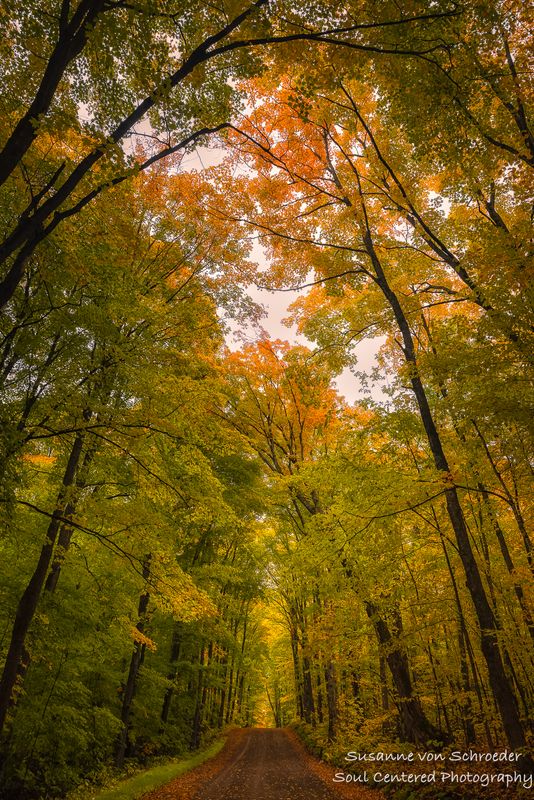 Lovers Lane, northern Wisconsin 2