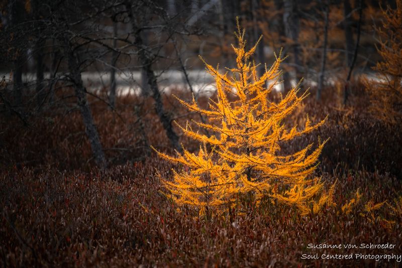 A little Tamarack tree in a bog