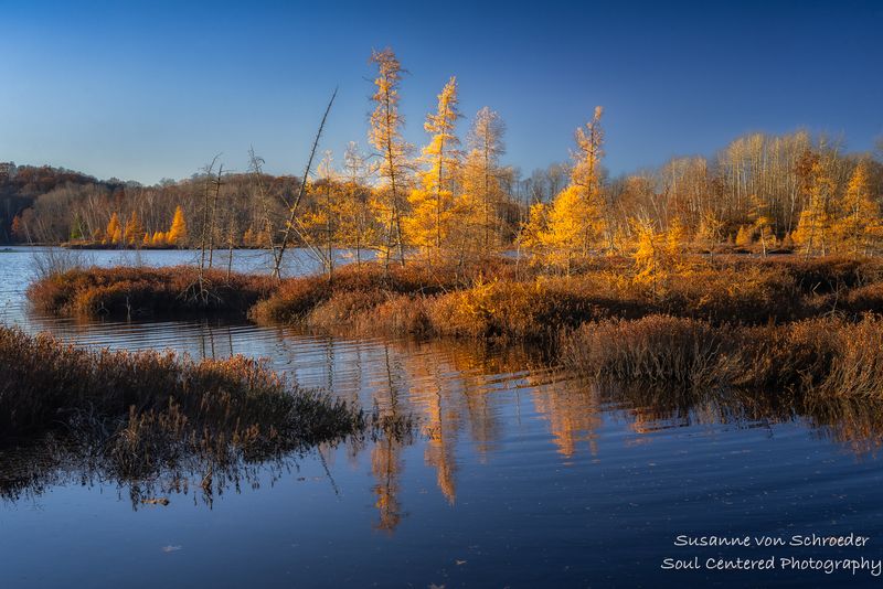 Tamaracks and bog in evening light 1