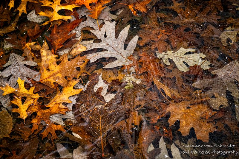 Leaves in ice