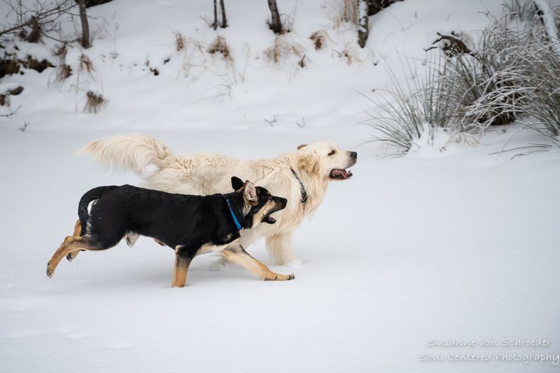 Shanti and Shiloh running