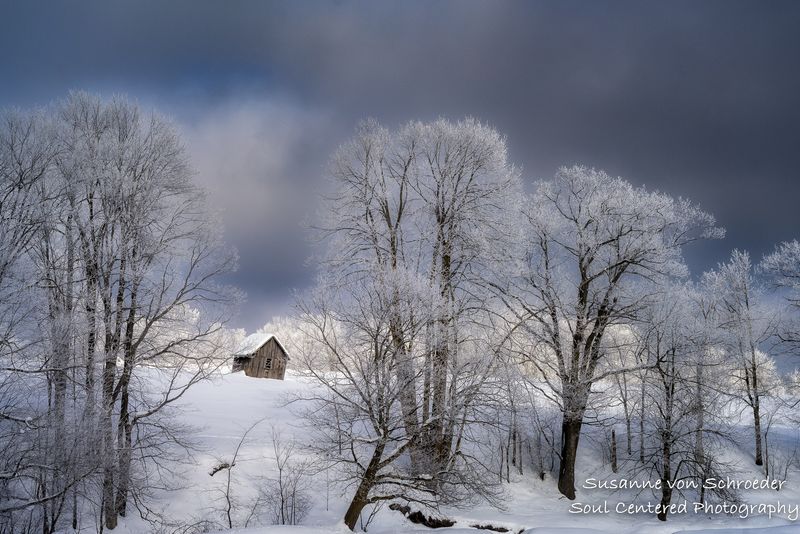 Trees covered with hoar frost and barn