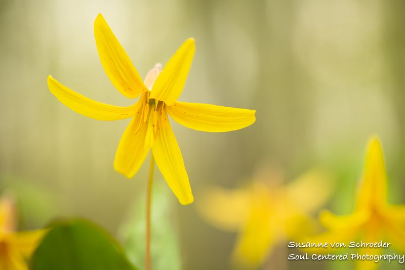 Yellow Trout Lily