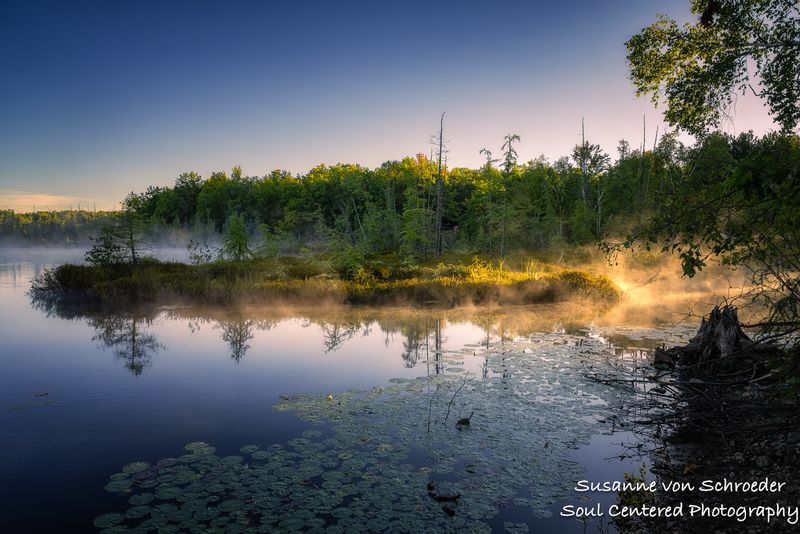 Morning light and fog, bog at Audie Lake