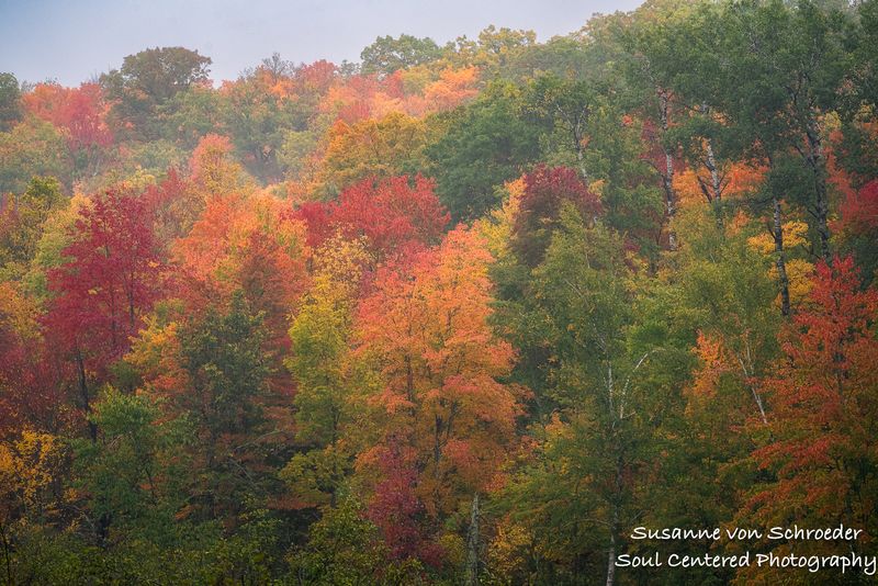 Fall colors on a foggy morning 2