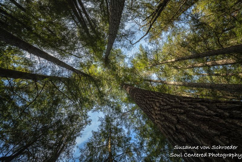 Hemlock trees, looking up