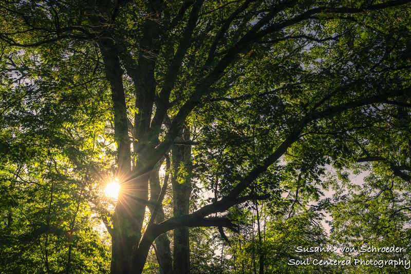 Sunlight and Oak tree