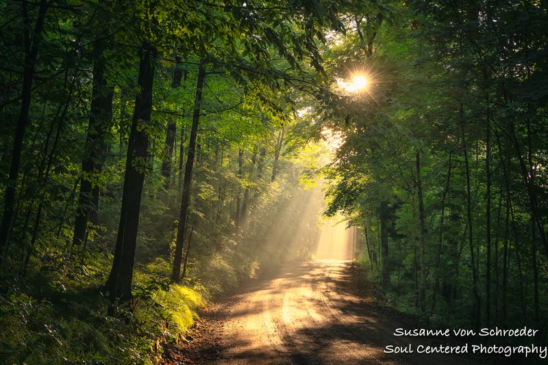 Forest light 4