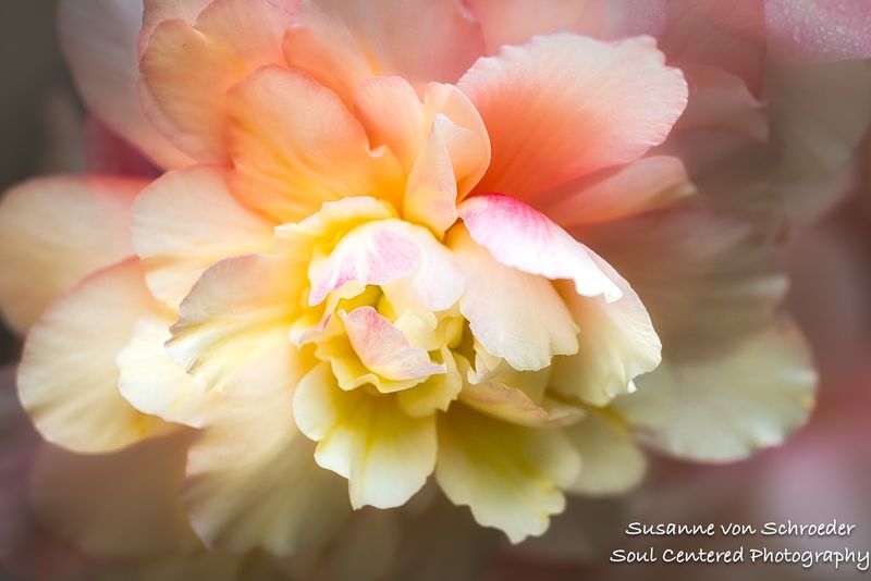 Yellow/pink Begonia 1