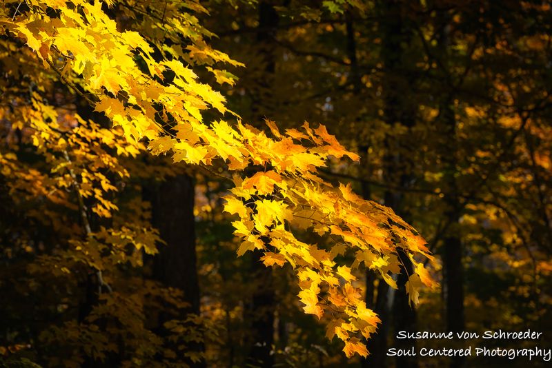 A branch of golden light