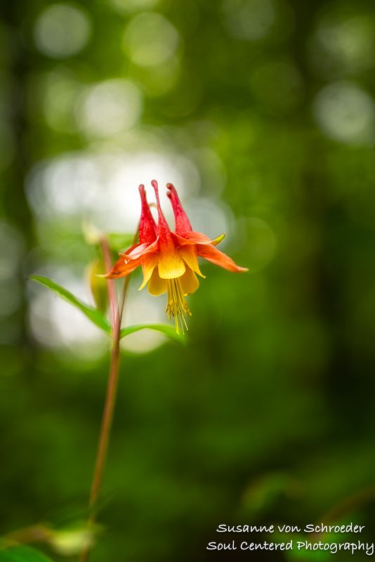 Wild Columbine flower