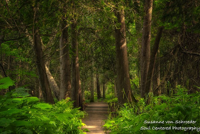 Path through an ancient forest