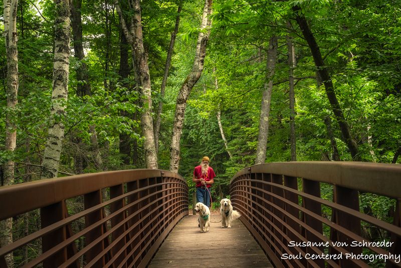 Bridge with dogs and human leading into an ancient forest