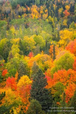 Oberg Mountain loop, tapestry of fall colors