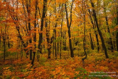 Brilliant fall colors, Oberg Mountain loop 1