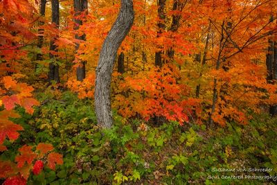 Brilliant fall colors, Oberg Mountain loop 2