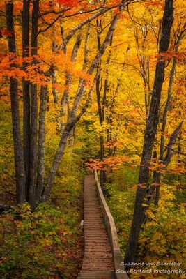 Path through an enchanted autumn forest 