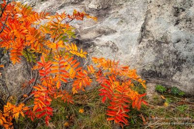 Colorful Mountain Ash leaves