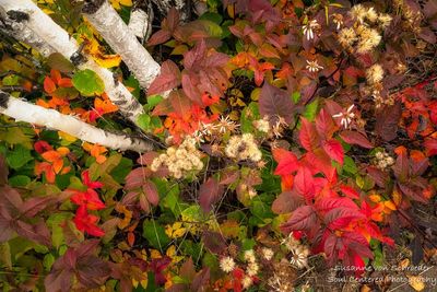 Fall colors, textures