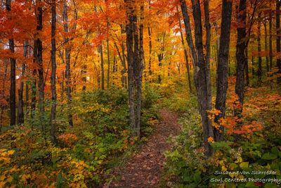 Brilliant fall colors, path way