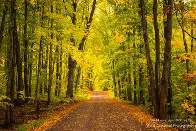 Lover's Lane, northern Wisconsin 1