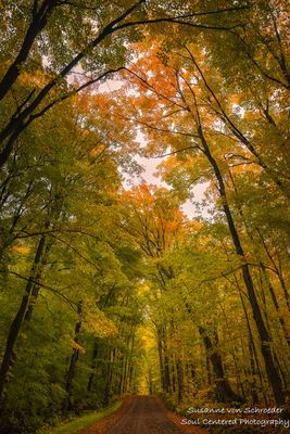 Lover's Lane, northern Wisconsin 2