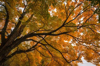 Orange Maple tree 1