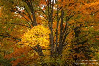 Orange Maple tree 2