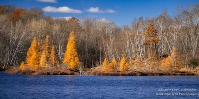 Golden Tamarack trees, Audie Lake